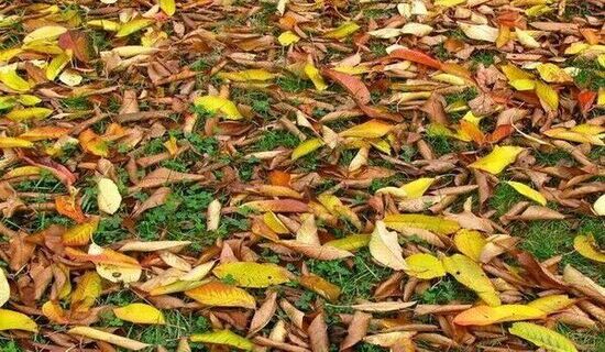 jardin : feuilles mortes