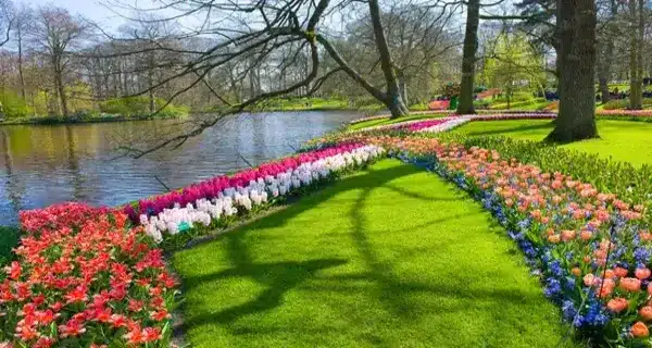 tulipes