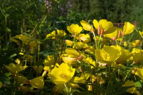 primrose