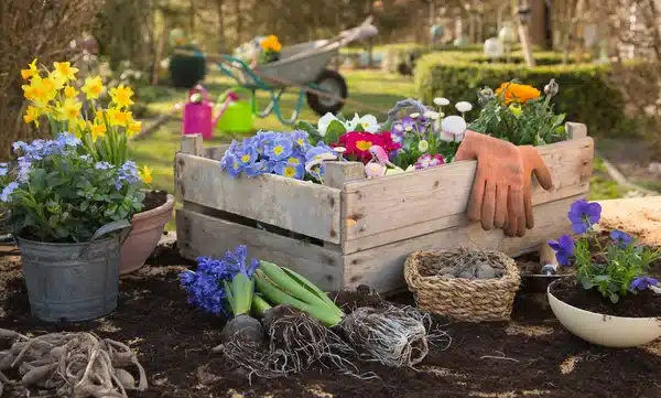 Jardin : les pensées