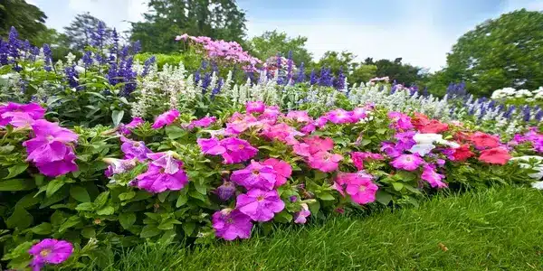 Jardin : Les vivaces printanières