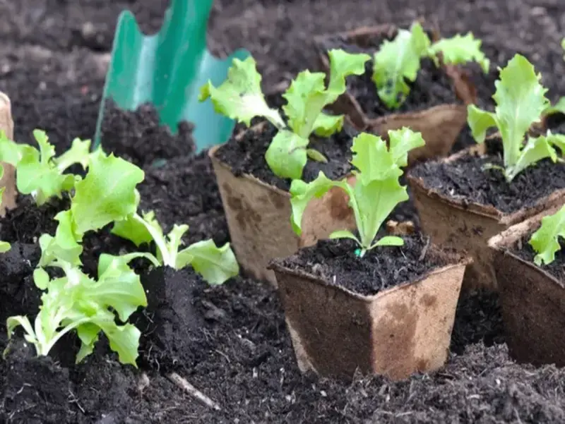 Planter des légumes