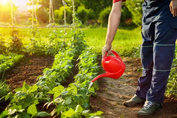 Planter des légumes