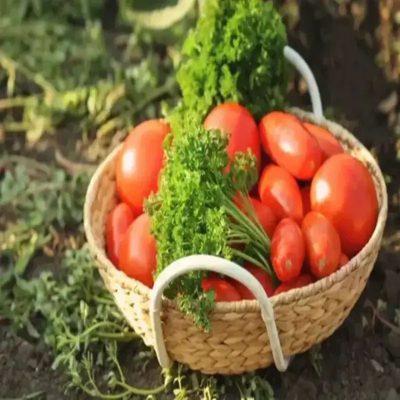 Planter des légumes