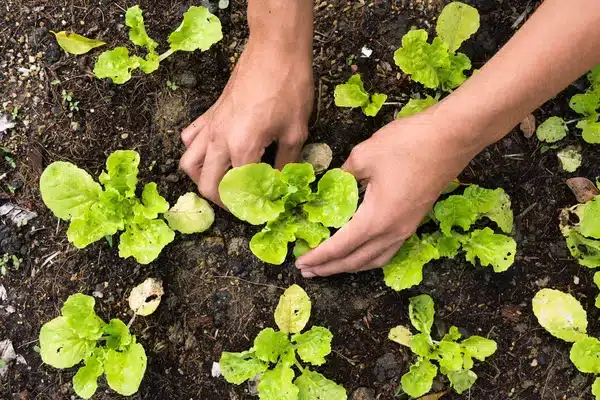 Planter des légumes