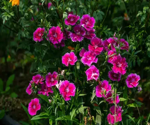 plantes