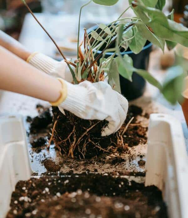 préparer son jardin pour l'hiver