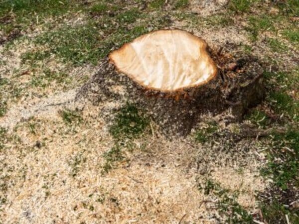 nettoyer jardin en hiver