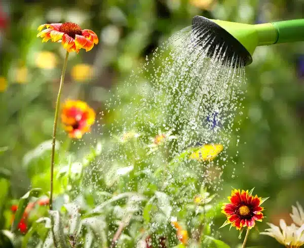 https://perenia.fr/wp-content/uploads/2026/06/depositphotos_11439621-stock-photo-watering-flowers.webp