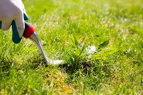 https://perenia.fr/wp-content/uploads/2026/06/depositphotos_71997431-stock-photo-weed-pulling.webp
