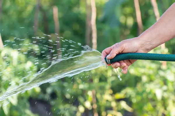 https://perenia.fr/wp-content/uploads/2026/06/depositphotos_733376034-stock-photo-woman-watering-plants-water-hose.webp