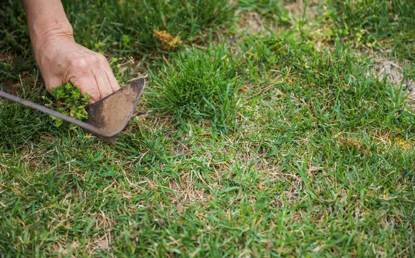 https://perenia.fr/wp-content/uploads/2026/06/depositphotos_746668092-stock-photo-hand-lawn-mower.webp