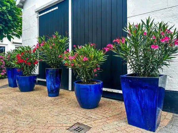 https://perenia.fr/wp-content/uploads/2026/07/depositphotos_830320540-stock-photo-glossy-blue-ceramic-pots-blooming.webp