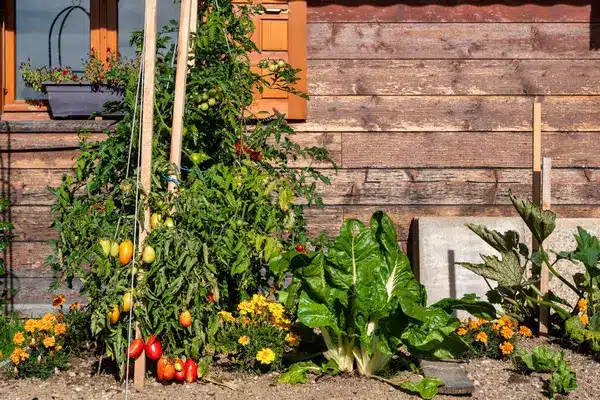 https://perenia.fr/wp-content/uploads/2026/08/potager.webp
